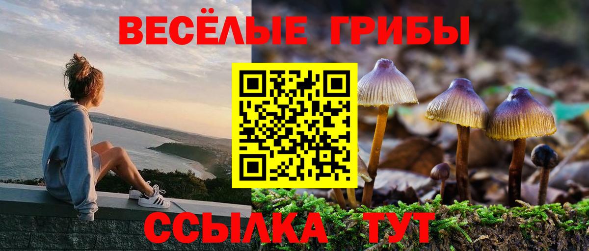 Галлюциногенные грибы Psilocybe Балабаново